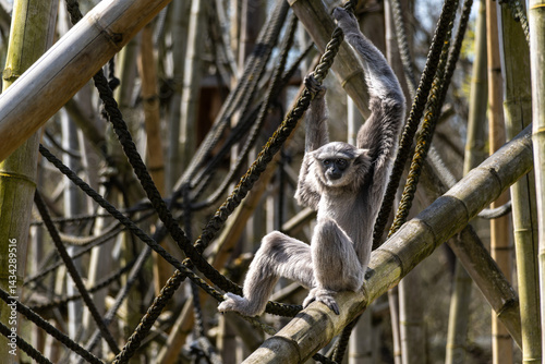 Silvery gibbon, Hylobates moloch in a German park