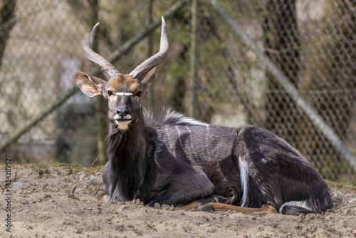 Obraz na płótnie Nyala Antelope - Tragelaphus angasii. Wild life animal. w salonie
