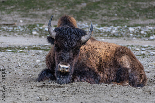 Obraz na płótnie American buffalo known as bison, Bos bison in a german park w salonie
