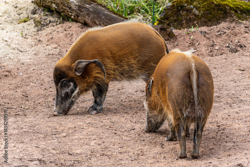 Red river hog, Potamochoerus porcus, also known as the bush pig.