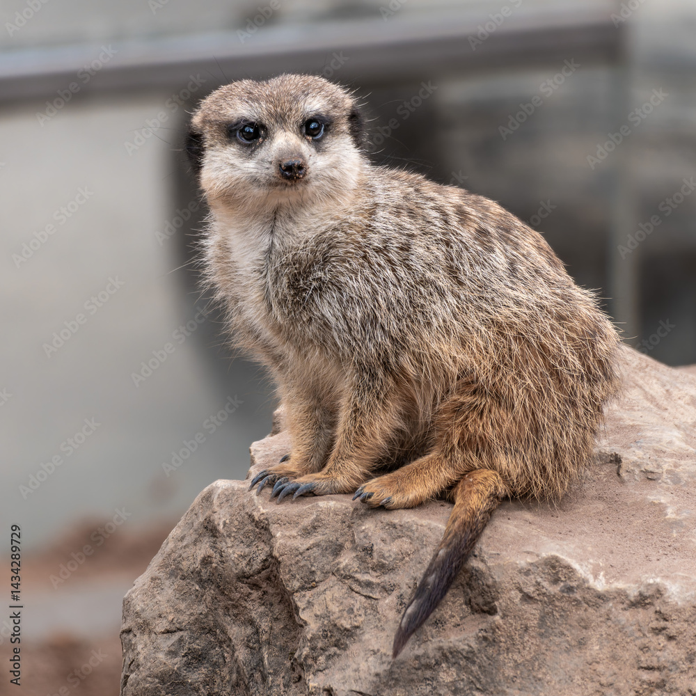 Fototapeta premium Meerkat, Suricata suricatta sitting on a stone and looking into the distance