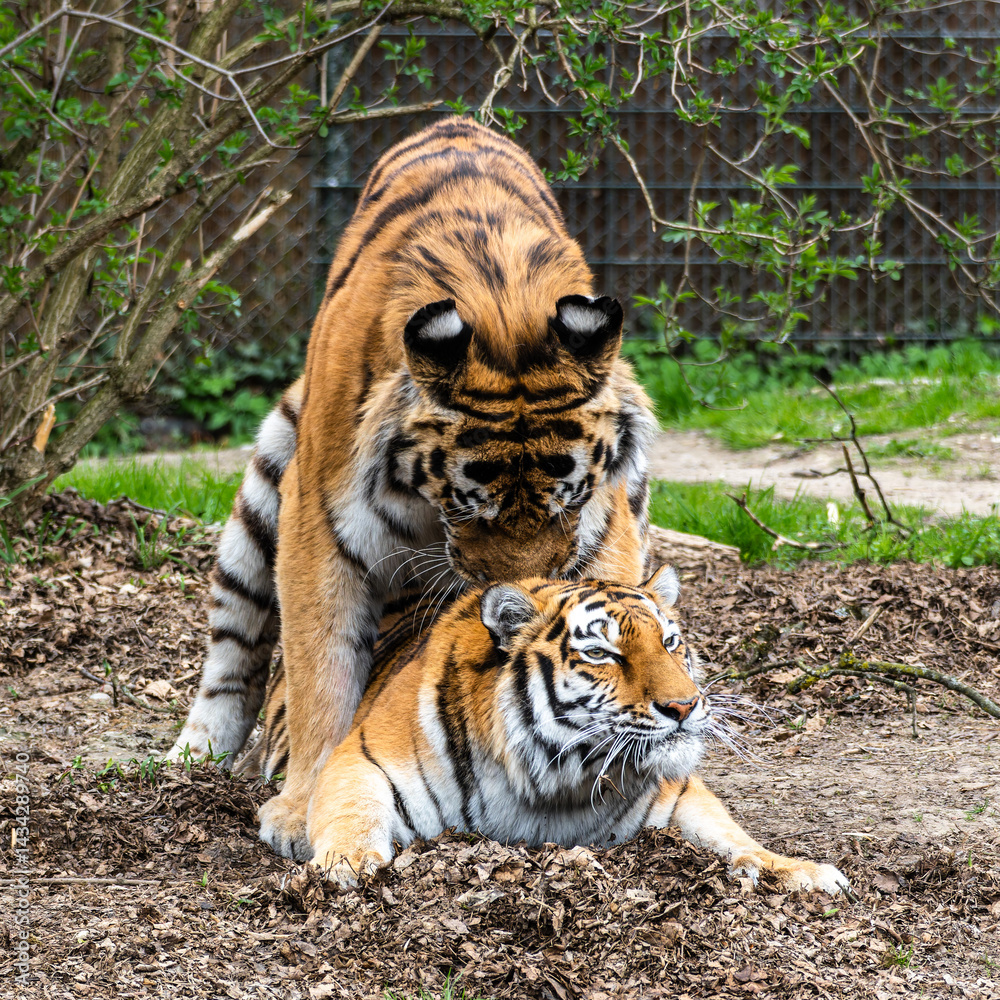 Mating Siberian tigers, Panthera tigris altaica in a park