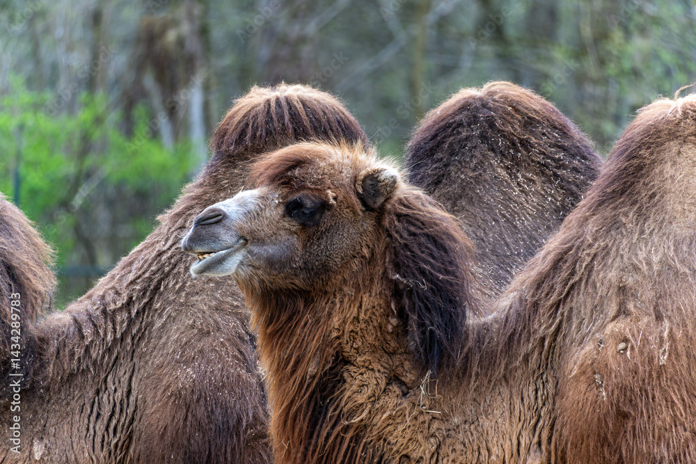 Bactrian camel, Camelus bactrianus in a german park
