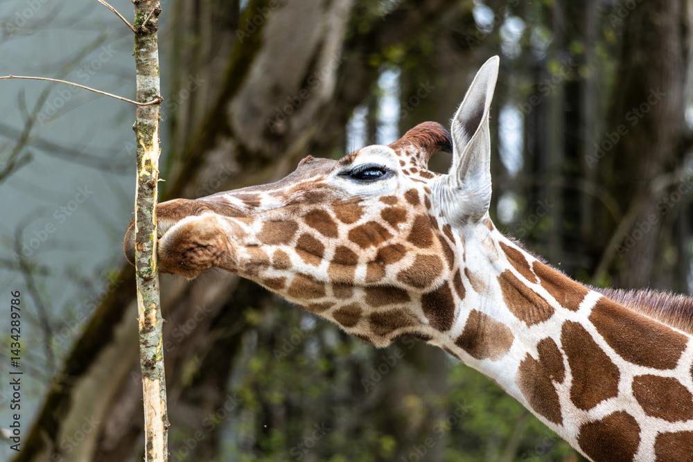 The giraffe, Giraffa camelopardalis is an African mammal