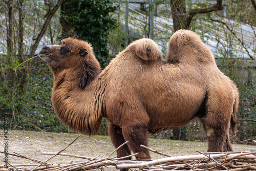 Obraz na płótnie Bactrian camel, Camelus bactrianus in a german park w salonie
