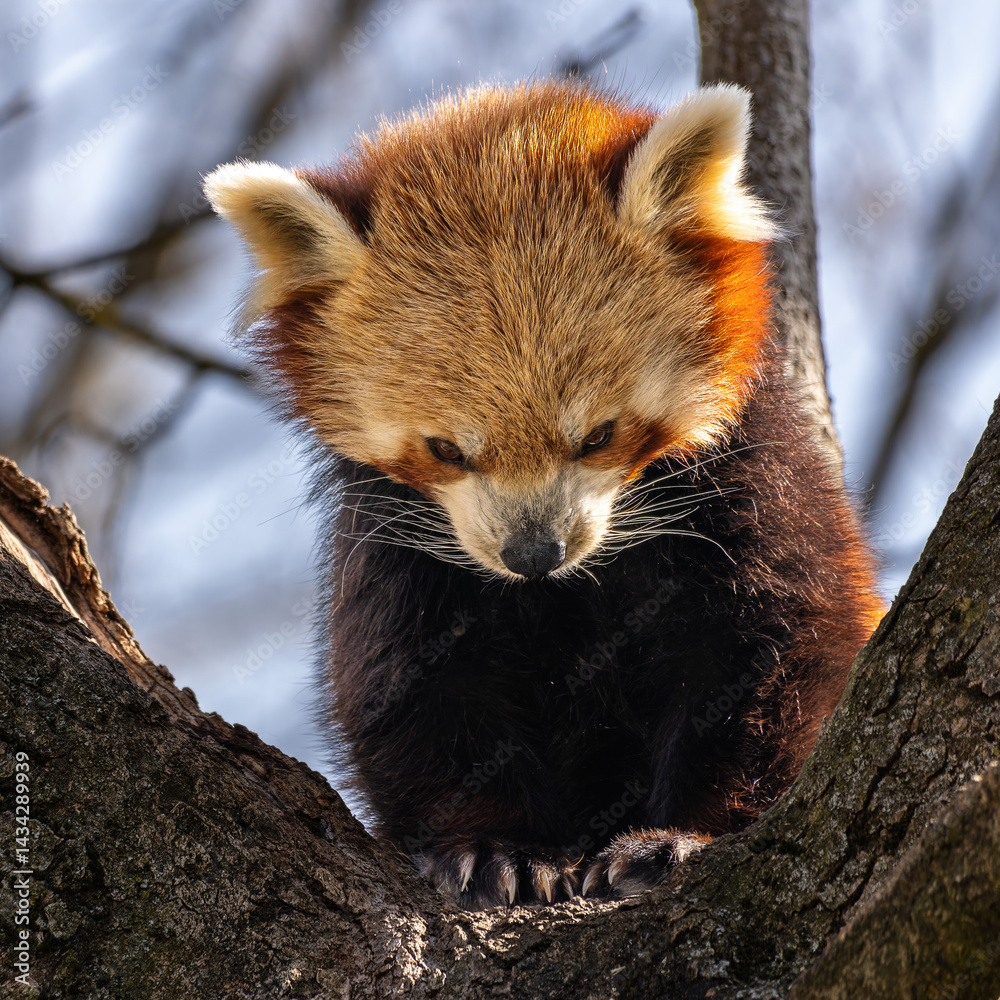 The red panda, Ailurus fulgens, also called the lesser panda.