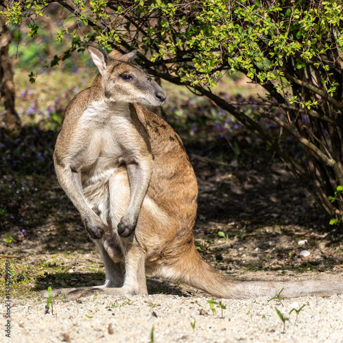 The agile wallaby, Macropus agilis also known as the sandy wallaby