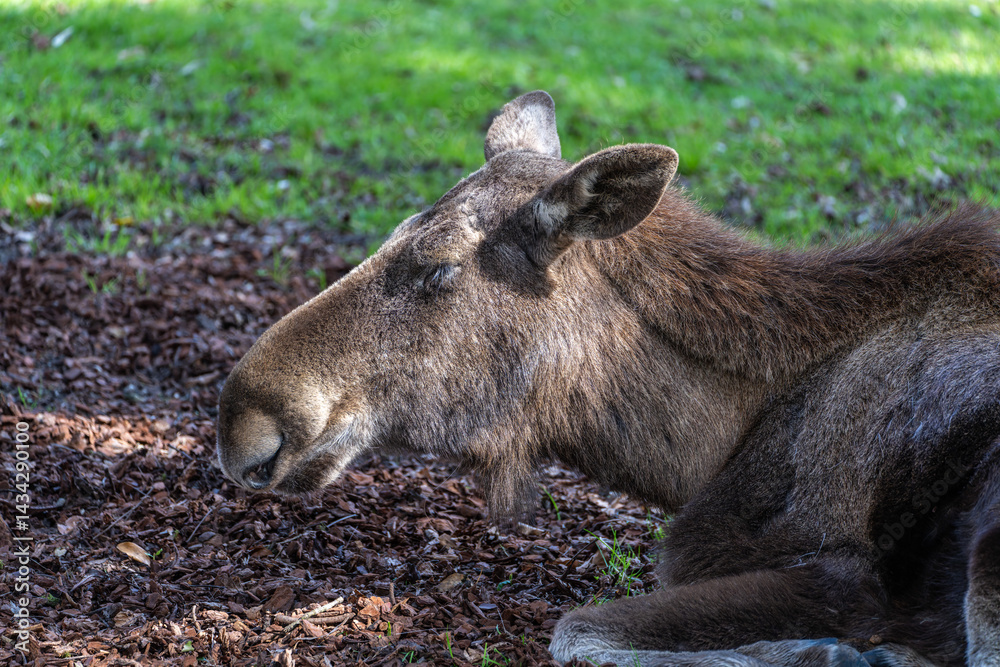 European Moose, Alces alces, also known as the elk