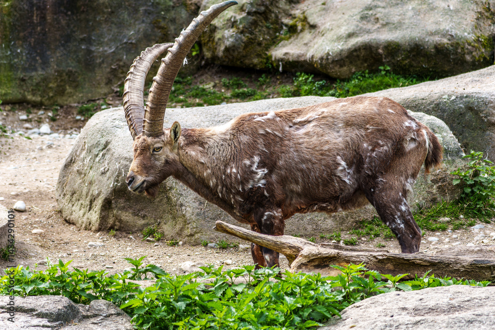 Male mountain ibex or capra ibex on a rock living in the European alps