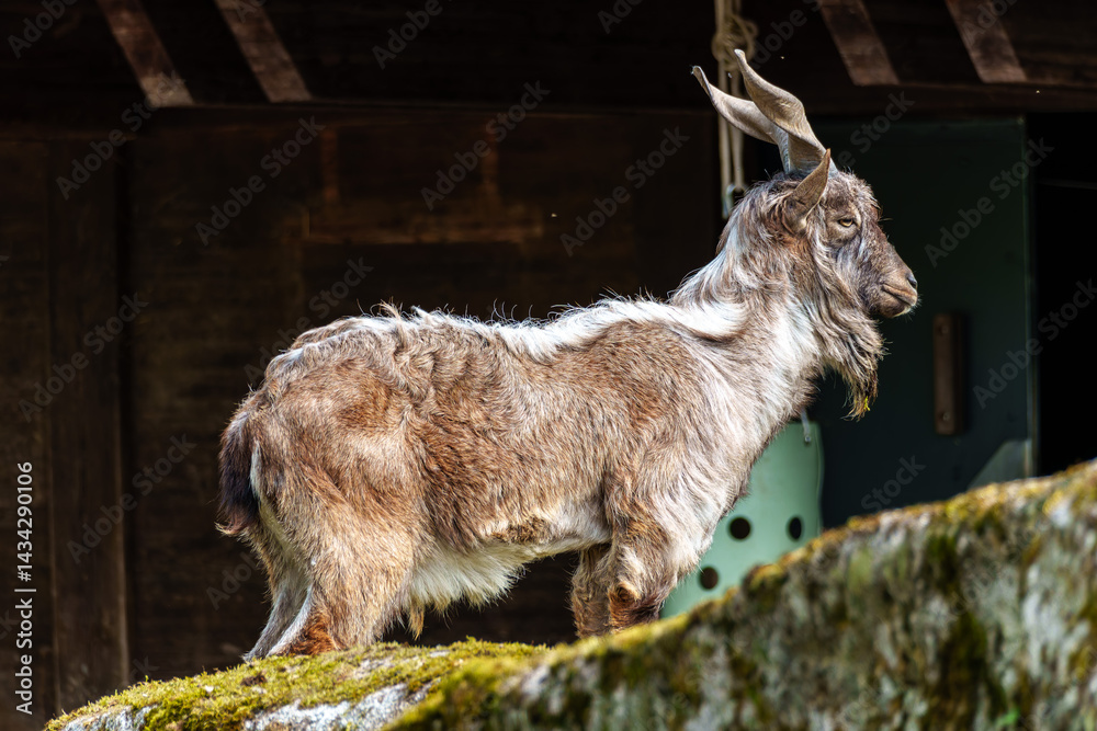 Turkmenian markhor, Capra falconeri heptneri living on the rocks