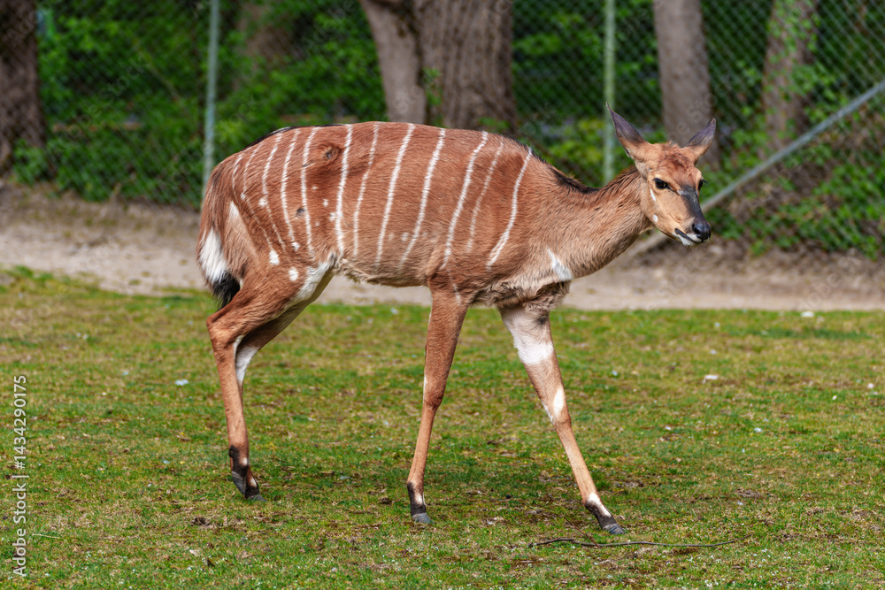 Nyala Antelope - Tragelaphus angasii. Wild life animal.
