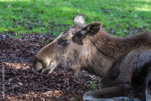Obraz na płótnie European Moose, Alces alces, also known as the elk w salonie