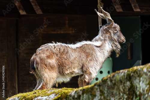 Obraz na płótnie Turkmenian markhor, Capra falconeri heptneri living on the rocks w salonie