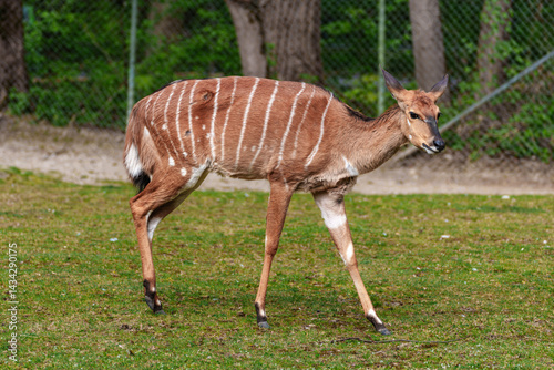 Obraz na płótnie Nyala Antelope - Tragelaphus angasii. Wild life animal. w salonie