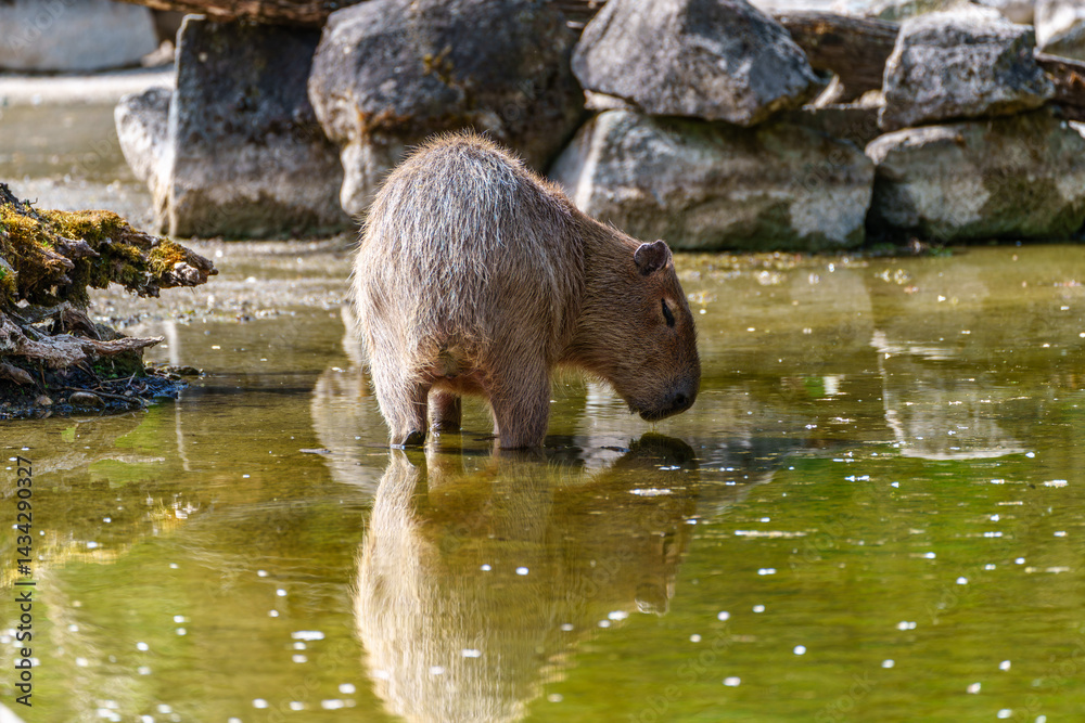 Capybara, Hydrochoerus hydrochaeris grazing on fresh green grass