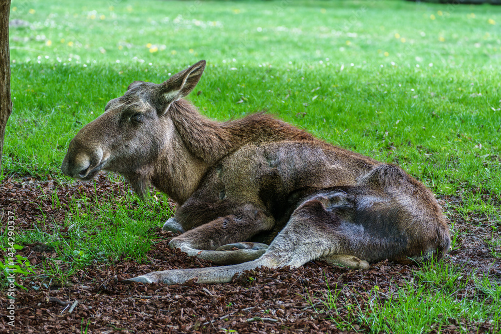 European Moose, Alces alces, also known as the elk