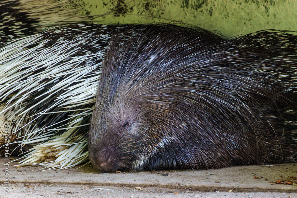 Indian crested Porcupine, Hystrix indica in a german nature park