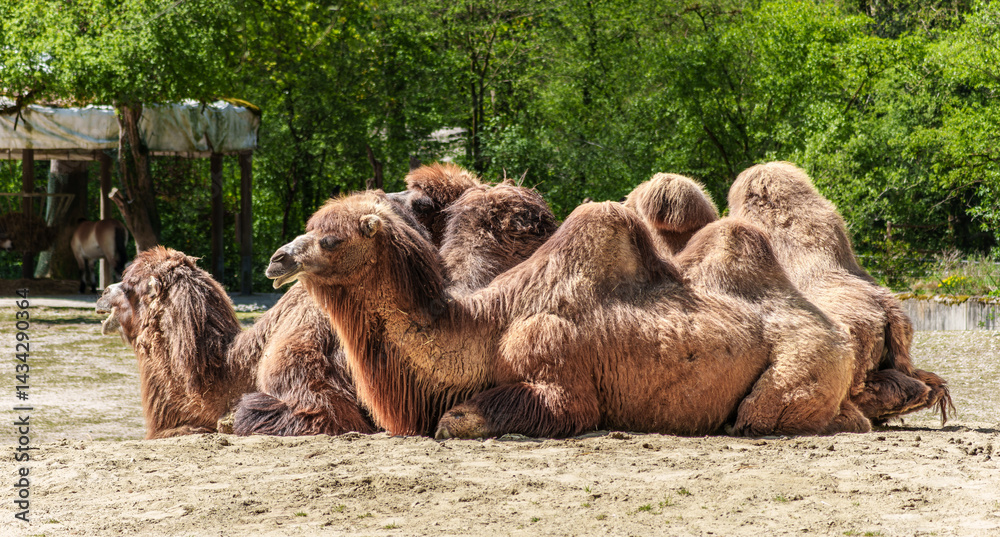 Bactrian camel, Camelus bactrianus in a german park