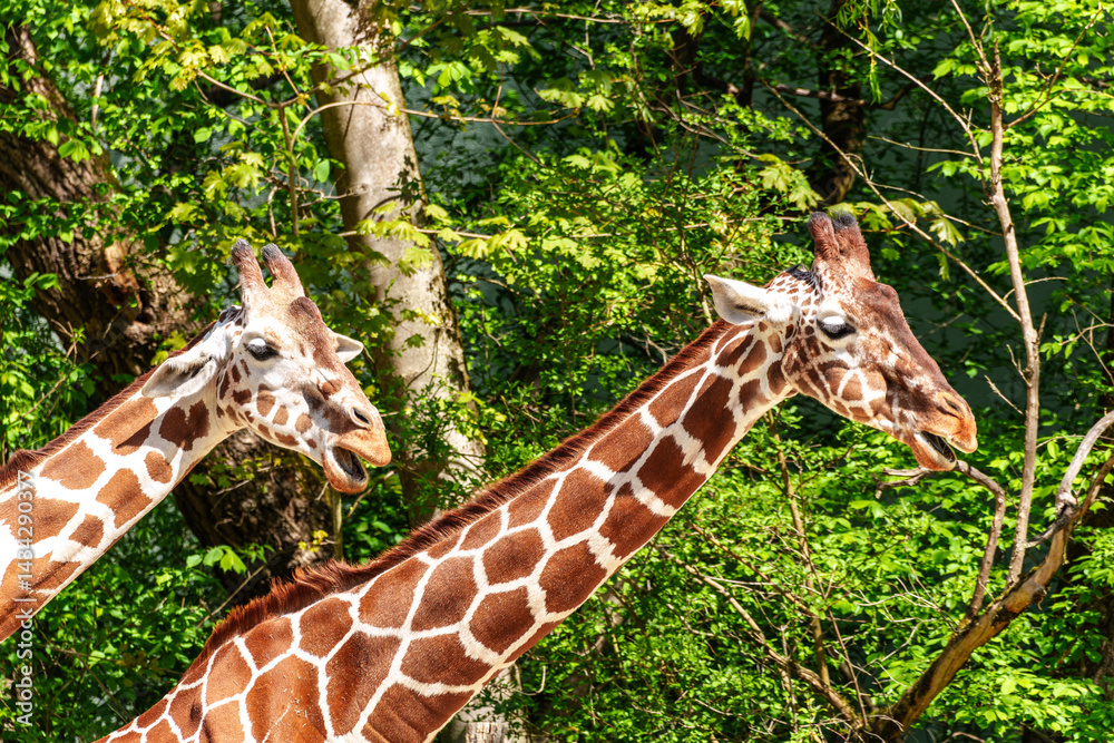 The giraffe, Giraffa camelopardalis is an African mammal