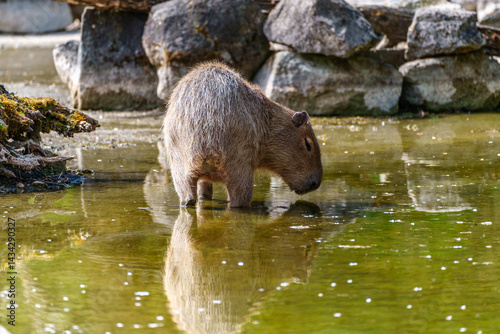 Obraz na płótnie Capybara, Hydrochoerus hydrochaeris grazing on fresh green grass w salonie