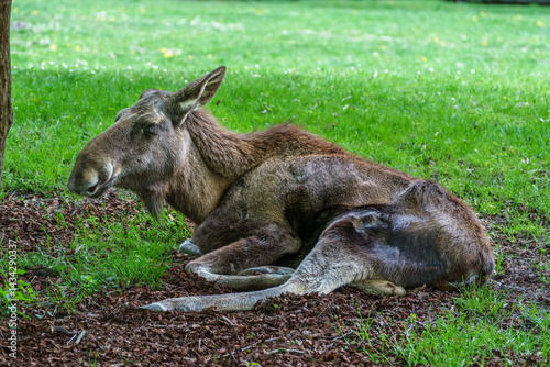Obraz na płótnie European Moose, Alces alces, also known as the elk w salonie