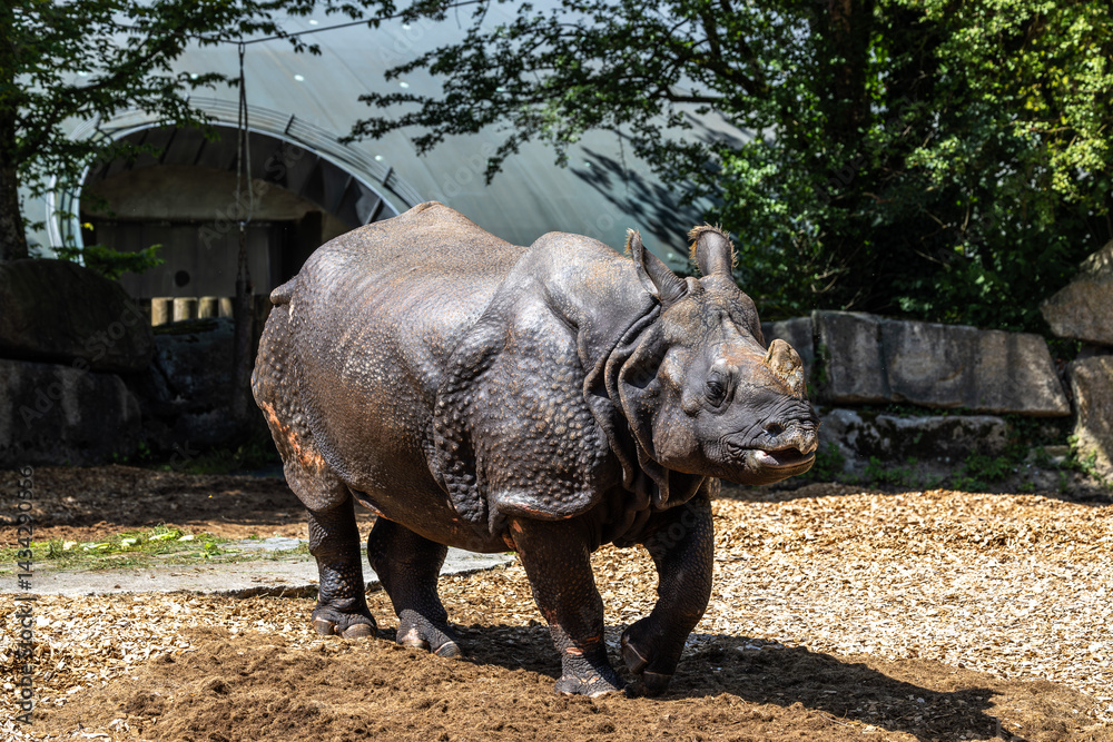 The Indian Rhinoceros, Rhinoceros unicornis aka Greater One-horned Rhinoceros