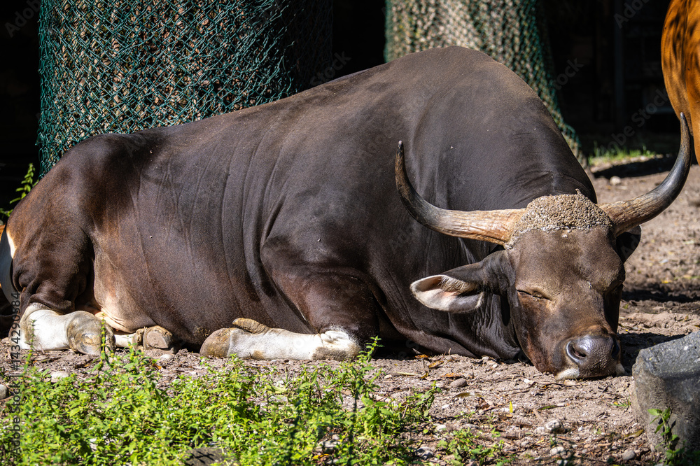 Banteng, Bos javanicus or Red Bull is a type of wild cattle.