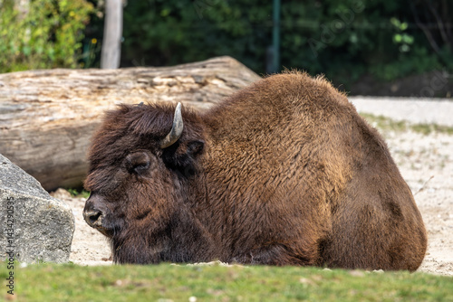 Obraz na płótnie American buffalo known as bison, Bos bison in a german park w salonie