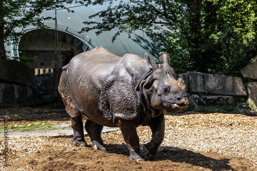 Obraz na płótnie The Indian Rhinoceros, Rhinoceros unicornis aka Greater One-horned Rhinoceros w salonie