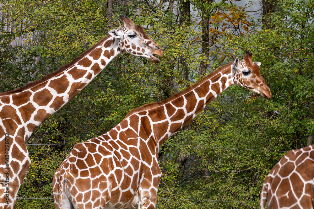 The giraffe, Giraffa camelopardalis is an African mammal