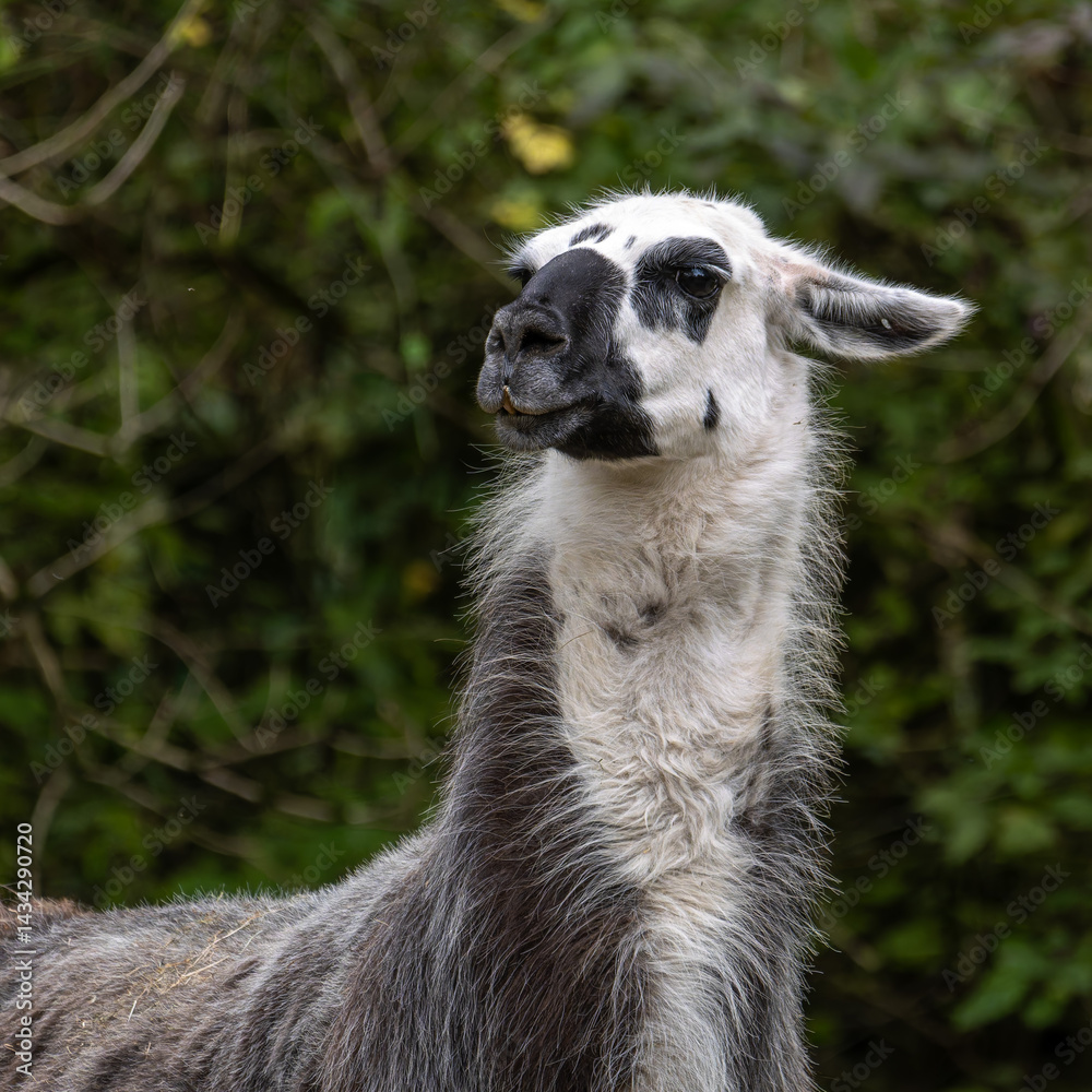 The Llama, Lama glama, is a domesticated South American camelid, widely used as a meat and pack animal