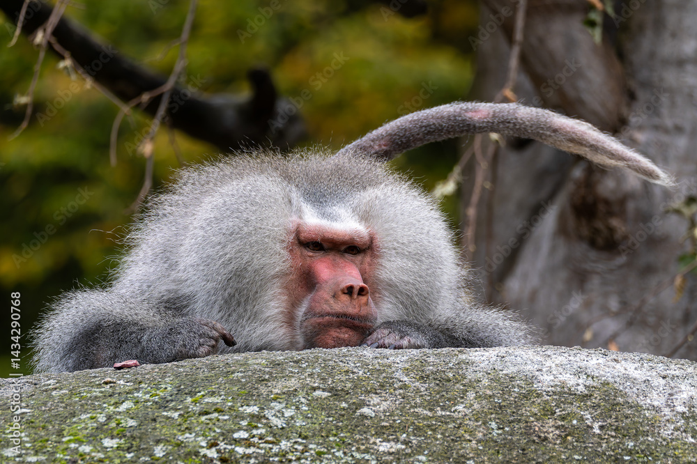 The hamadryas baboon, Papio hamadryas is a species of baboon