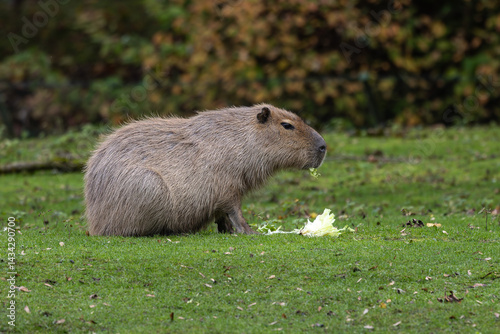 Capybara, Hydrochoerus hydrochaeris grazing on fresh green grass
