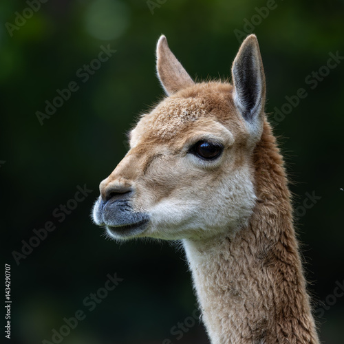 Obraz na płótnie Vicunas, Vicugna Vicugna, relatives of the llama in a German park w salonie