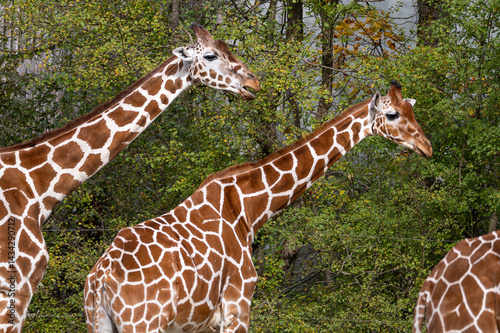 The giraffe, Giraffa camelopardalis is an African mammal