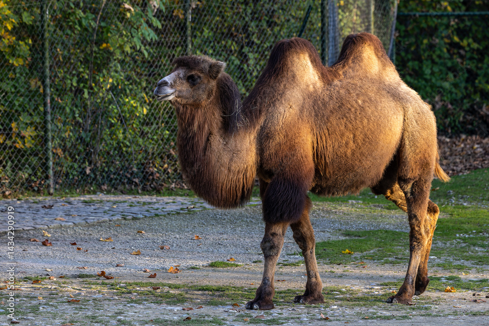 Bactrian camel, Camelus bactrianus in a german park
