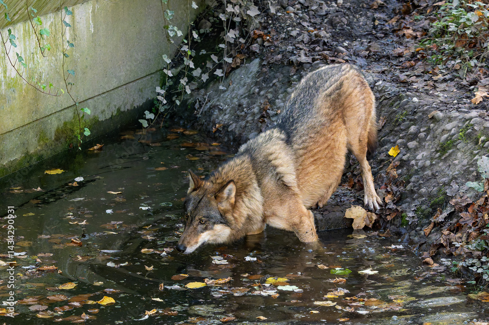 European Grey Wolf, Canis lupus in a german park
