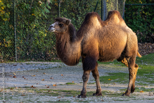 Obraz na płótnie Bactrian camel, Camelus bactrianus in a german park w salonie