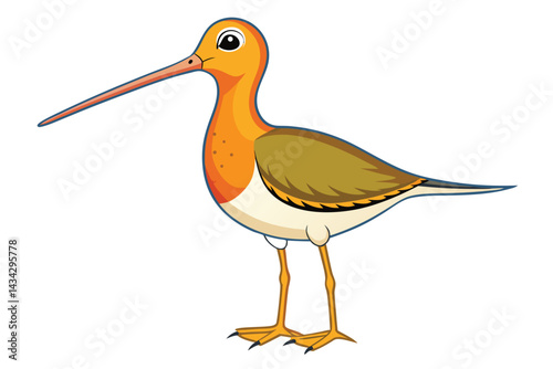 Illustration of Snipe bird isolated on white
