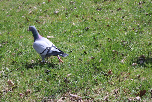 pigeon on the grass
