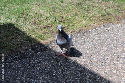 pigeon on the rocks