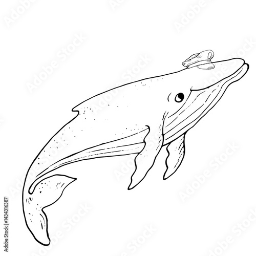 Humpback whale, black and white ink sketch. Vector illustration. Funny oceanic mammal in a captain's cap, isolated on a white background. A linear drawing of a marine animal from the ocean.