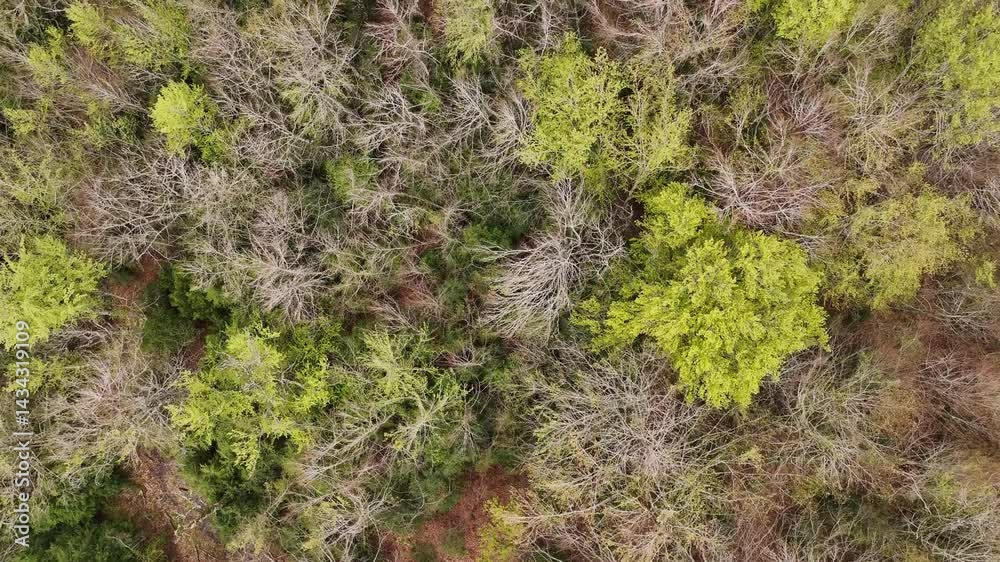 Aerial view of a beech forest at the beginning of spring Aerial view of a beech forest at the beginning of spring