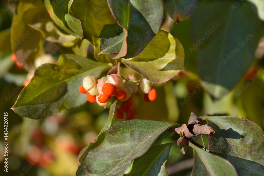 White spindle branch with leaves and seeds (scientific name - Euonymus europaeus f. Albus