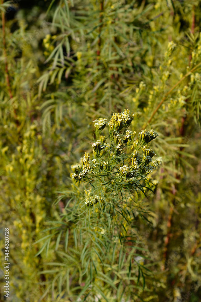 Southern Cone Marigold flowers (scientific name - Tagetes minuta