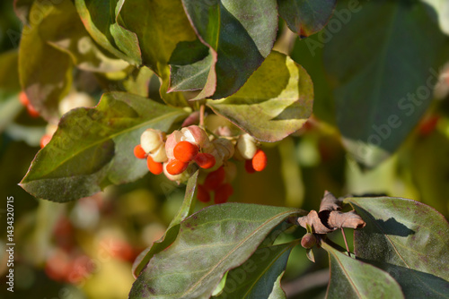 Obraz na płótnie White spindle branch with leaves and seeds (scientific name - Euonymus europaeus f. Albus w salonie