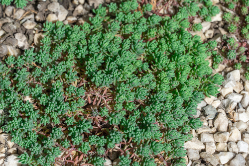 Small green spanish sedum growing in ornamental garden. Ground cover plant stonecrop germinating in park landscape. Sedum hispanicum the crassulaceae family natural beauty background. Medicinal plant.