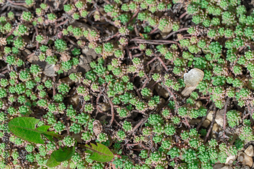 Obraz na plátne Small green spanish sedum growing in ornamental garden