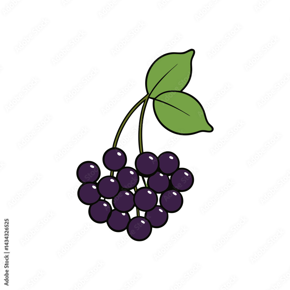Fototapeta premium Elderberry cartoon vector