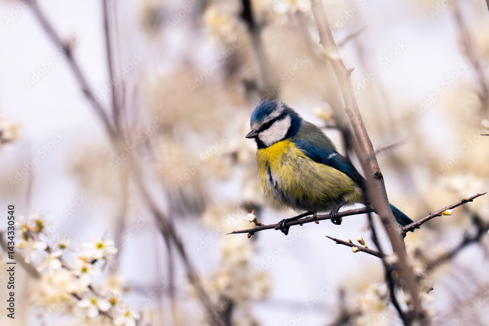Naklejka premium blue tit on branch